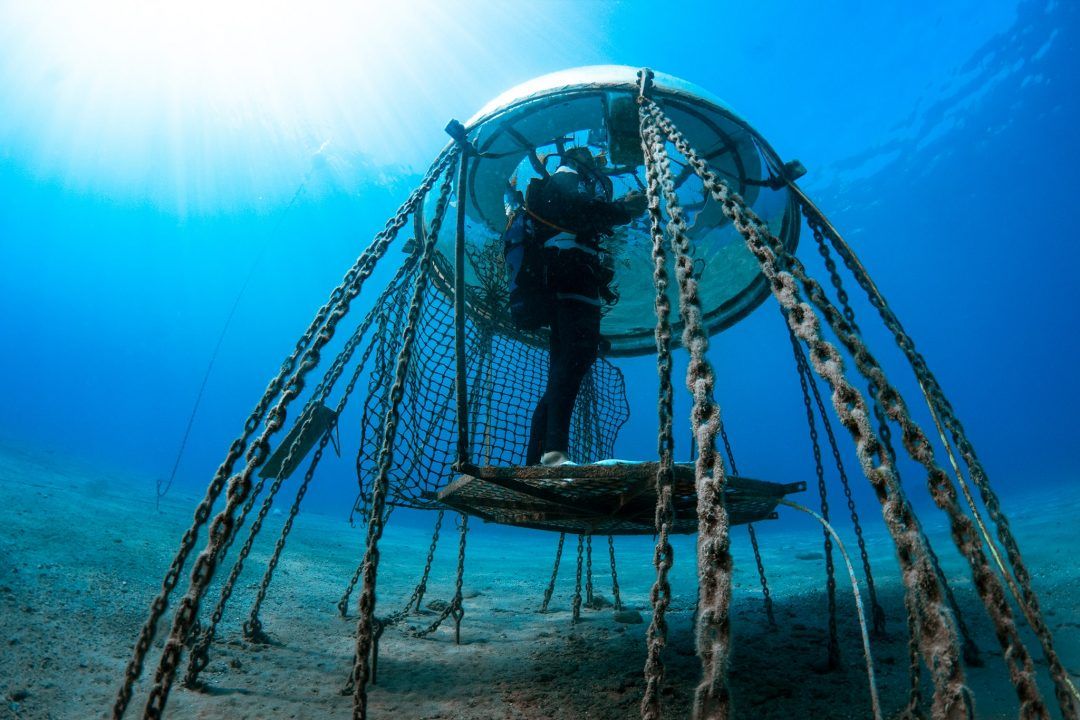 Coltivare sott'acqua si può: visita a Nemo's Garden