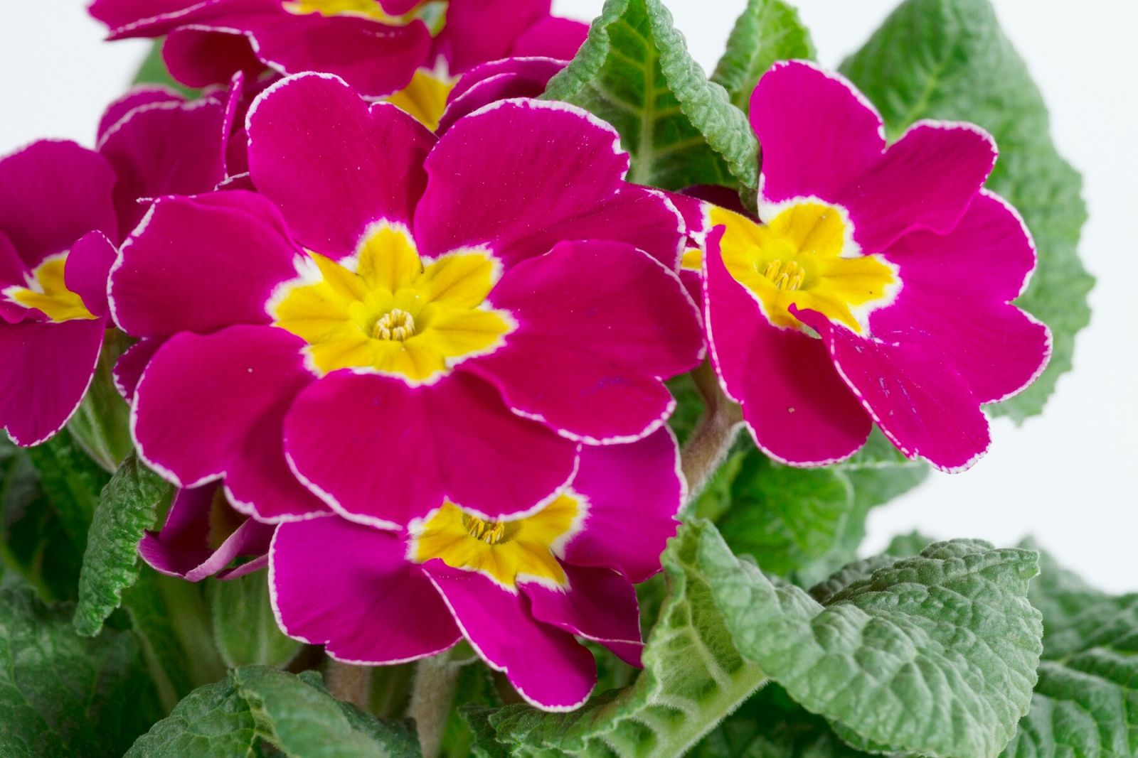 I fiori edibili in cucina