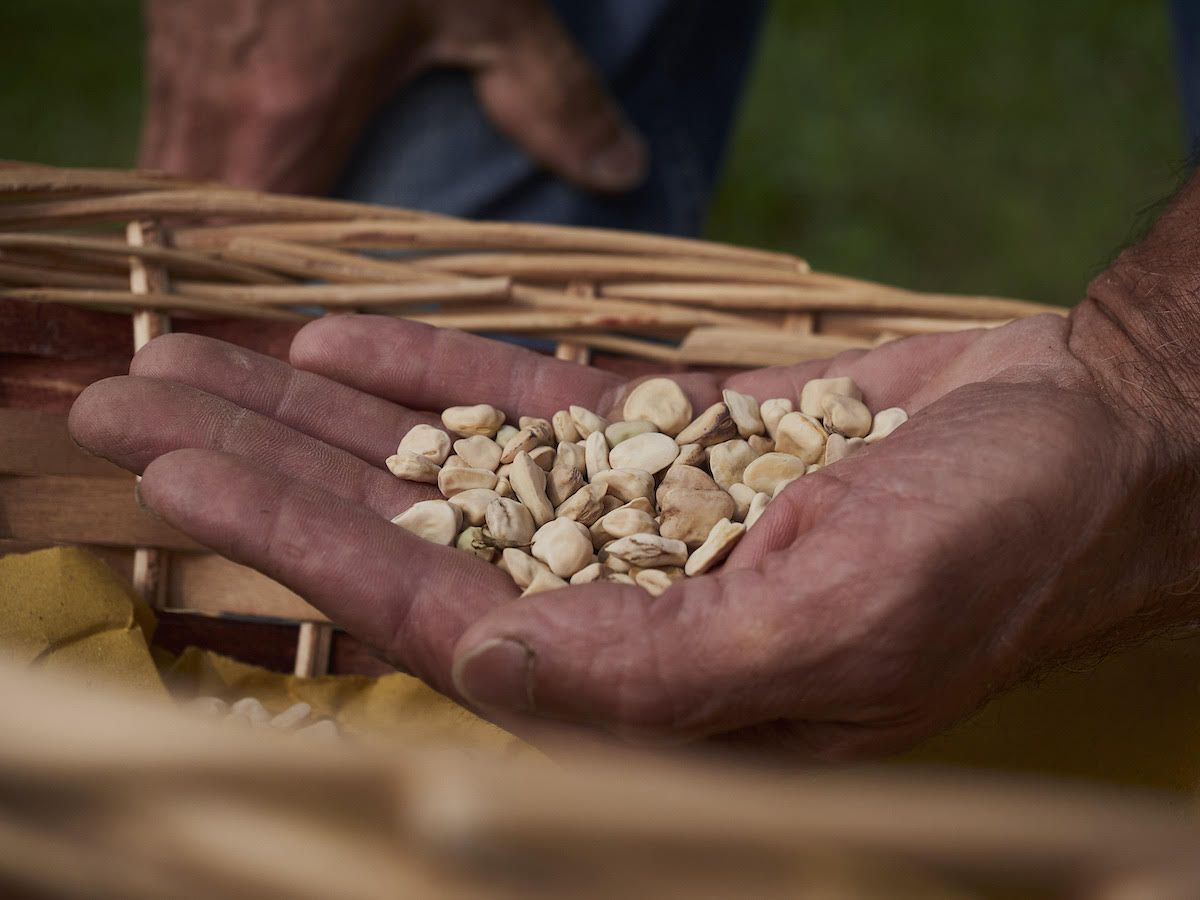 Moco: il legume antico della Liguria è presidio slow food