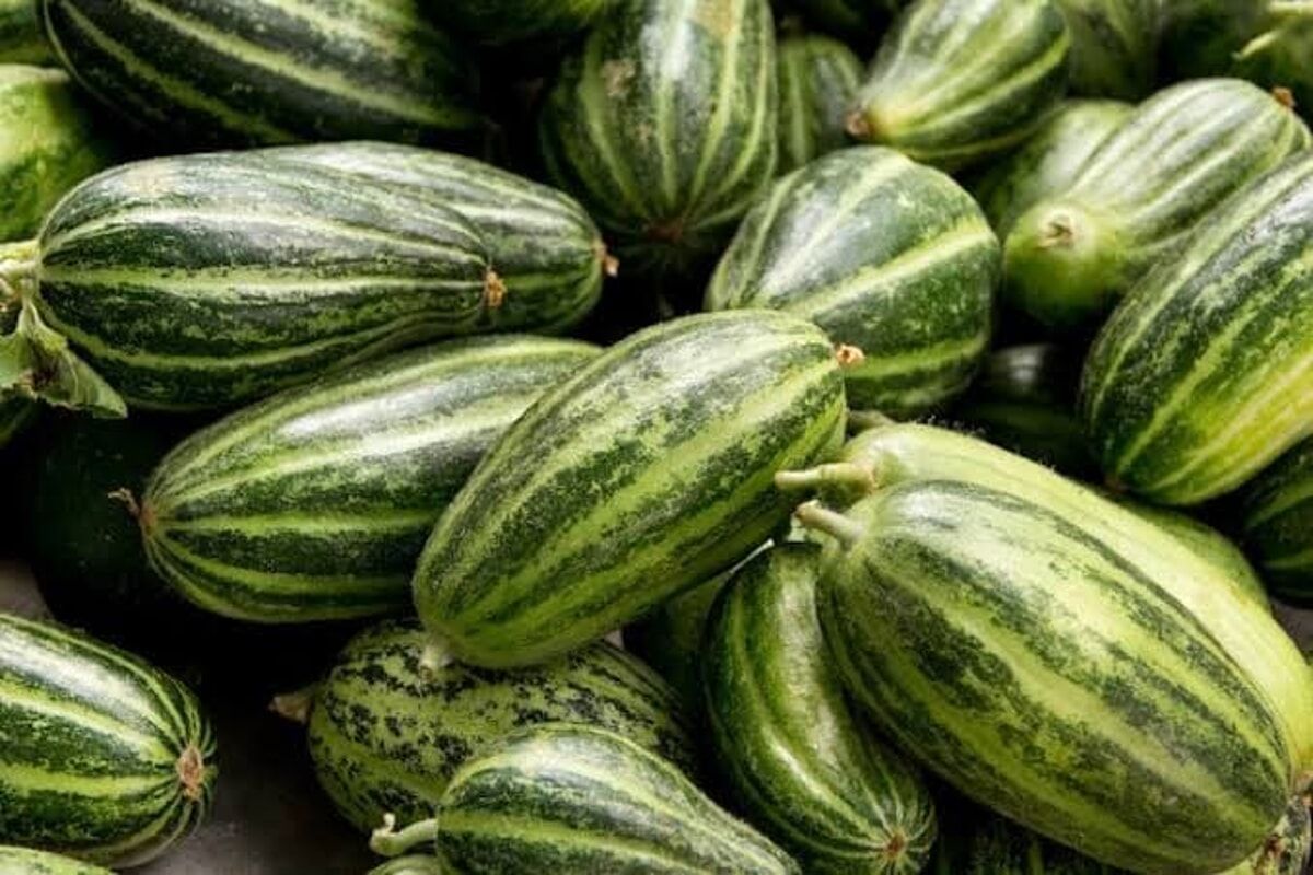 Carosello pugliese: il “falso cetriolo” che in realtà è un melone acerbo