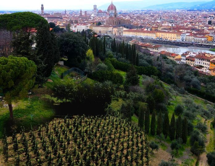 Nella prima vigna urbana di Firenze