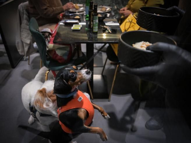 Fiuto, a Roma il primo ristorante dedicato anche ai cani