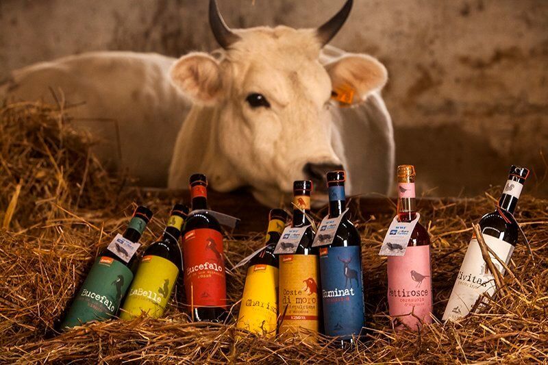 Vino biologico e biodinamico: l'esempio di Cantina Orsogna