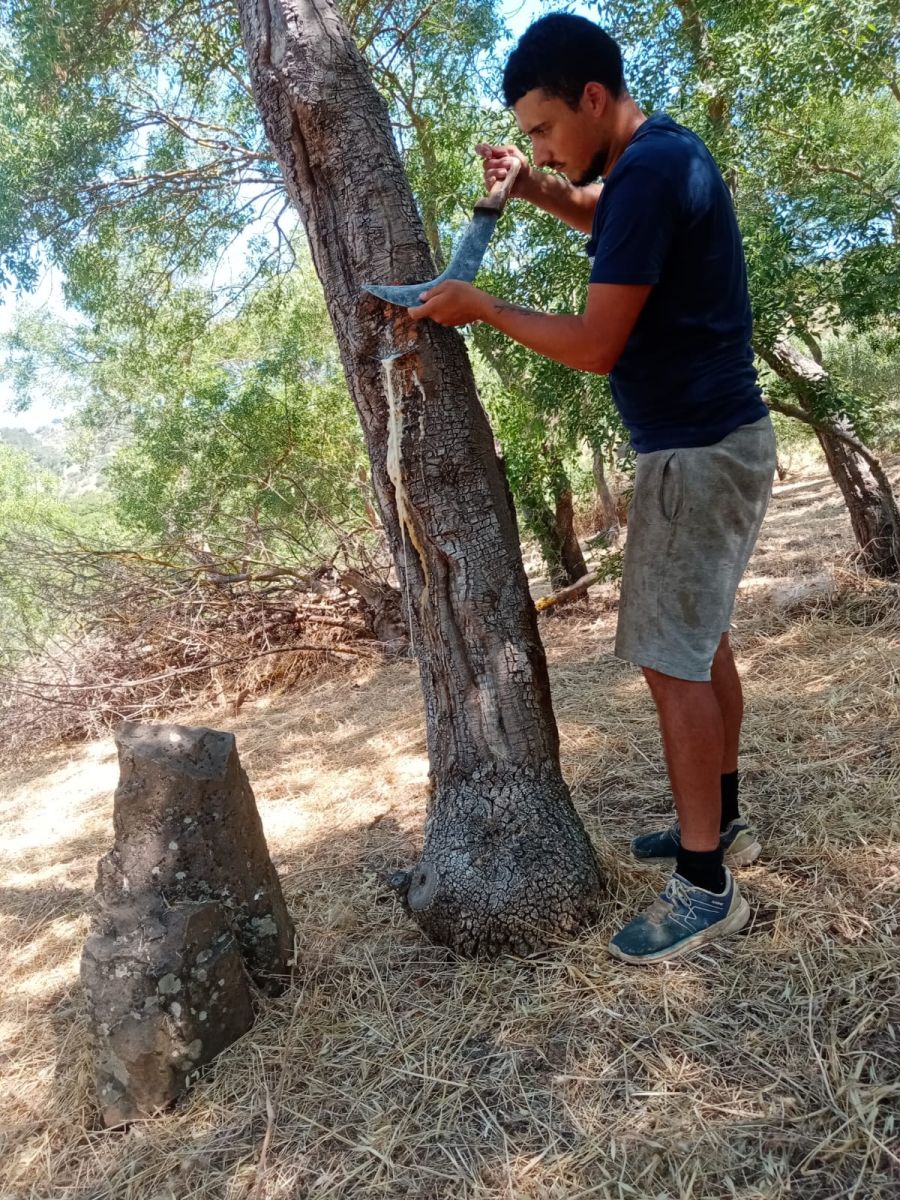 Cos'è e come si produce la Manna?