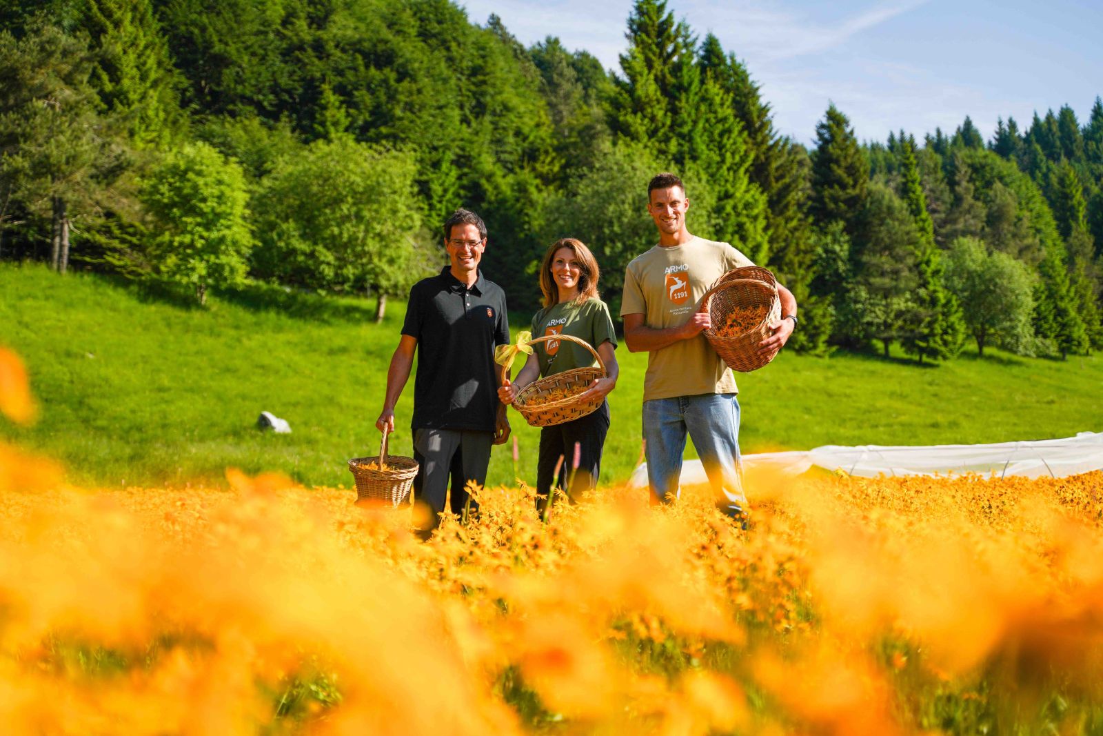 L'azienda che salva l'arnica montana dall'estinzione