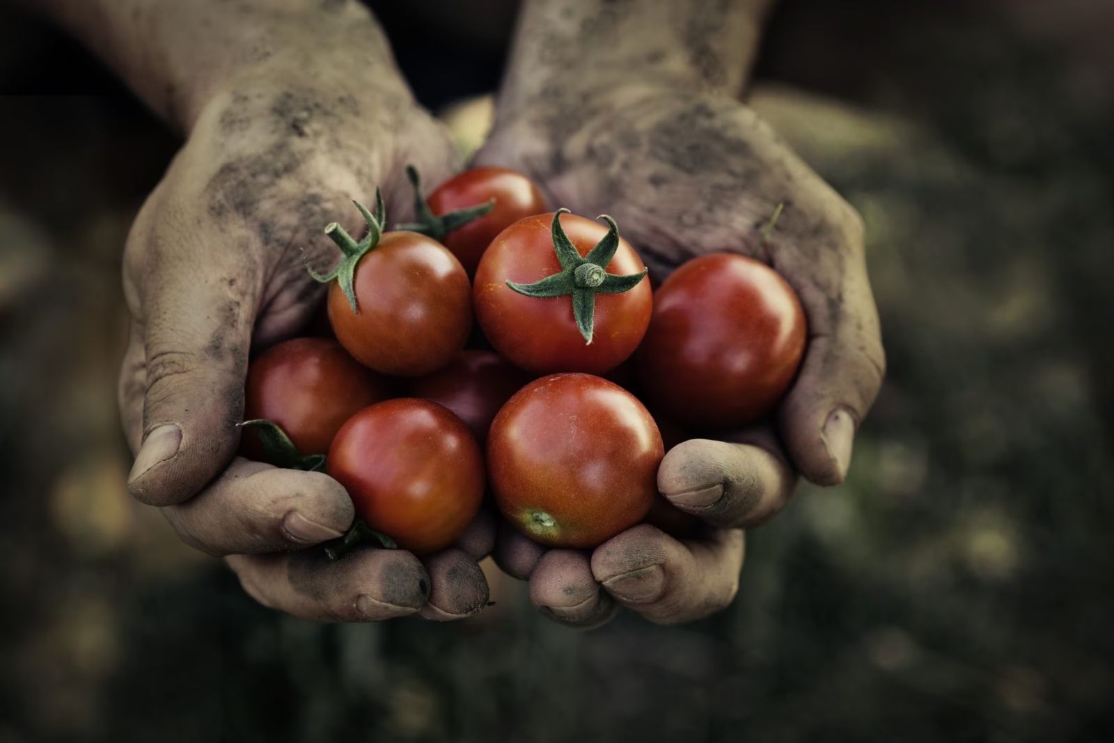 Dalle Ande alla pizza Margherita a Napoli: la storia del pomodoro