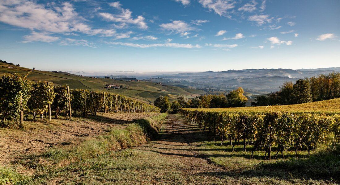 Il Barolo: il vino dei re, il re dei vini