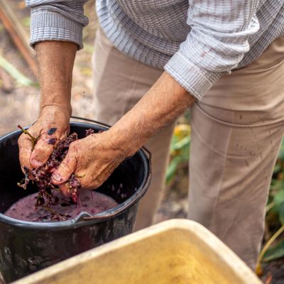 Mosto cotto pugliese: l’oro dolce della tradizione contadina