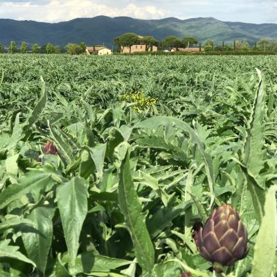 azienda agricola la colmata