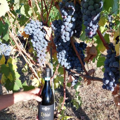 nebbiolo rivoli