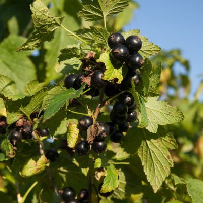 Black currant & super-frutti: il sapore e il colore dell'anno 2026