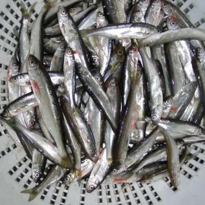 Alborelle alla comasca: il pesce d'argento che racconta il Lario.