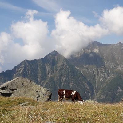 agrigelato 2