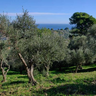 Olive taggiasche: storia, territorio e gusto di un’eccellenza ligure