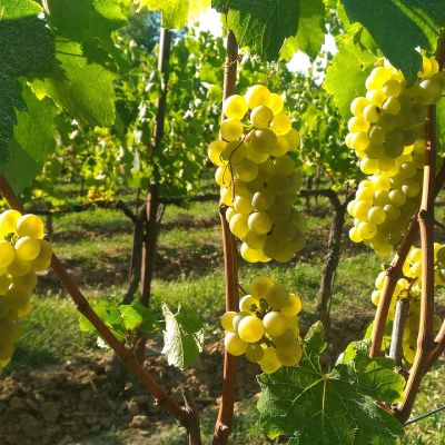 Il Franciacorta: l’eccellenza italiana delle bollicine