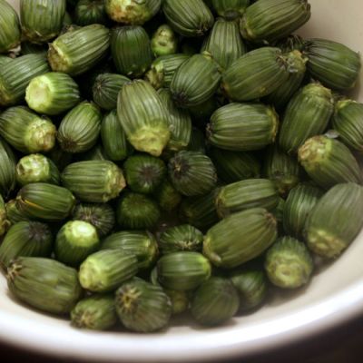 Il “cappero” che non è un cappero: i boccioli di tarassaco tra foraging e cucina contemporanea