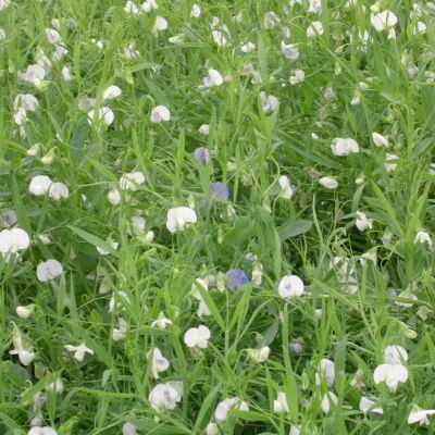 cicerchia di serra de conti in fiore