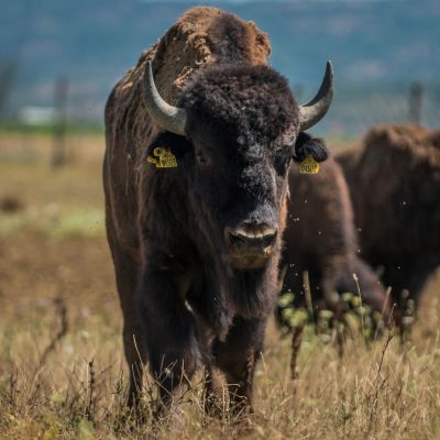 I bisonti sul Lago Trasimeno