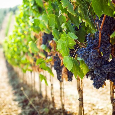 I principali vitigni autoctoni italiani