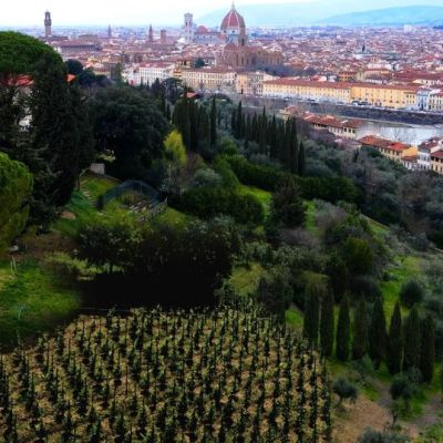 Nella prima vigna urbana di Firenze