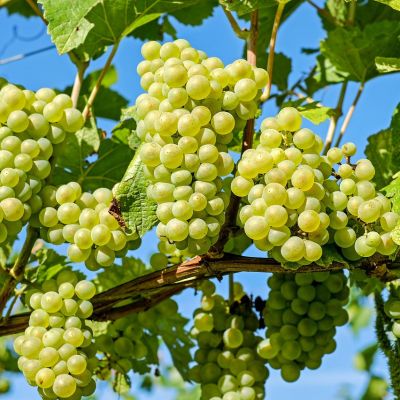 Zibibbo di Pantelleria: l’uva siciliana che si fa vino e cultura