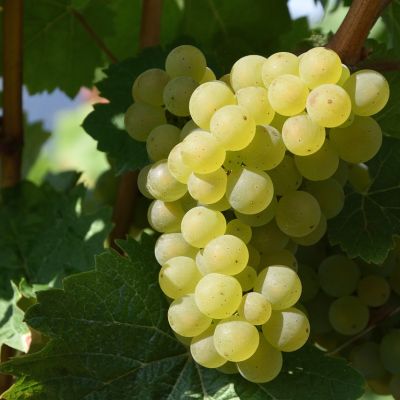 Il Gewürztraminer, bianco aromatico dell’Alto Adige