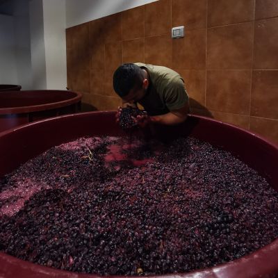 marco canneddu vino
