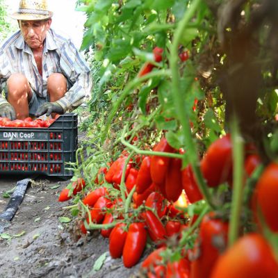 raccolta pomodori gustarosso