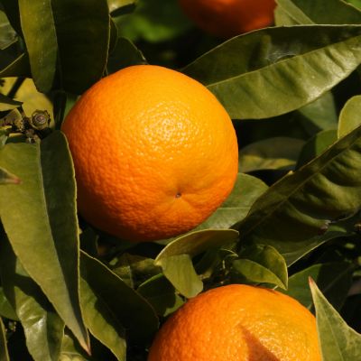 Chinotto di Savona: la bevanda amara che conquista