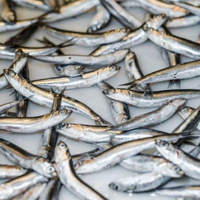 primo piano del pesce fresco da vendere nel mercato