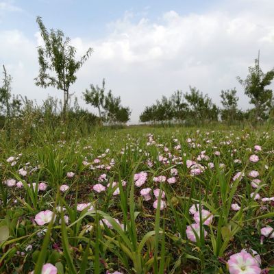 fiori di mandorlo sardegna