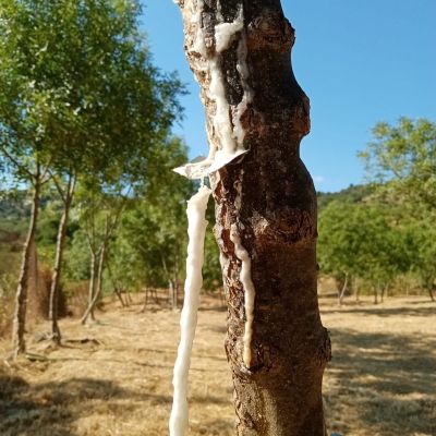 raccolta della manna sicilia