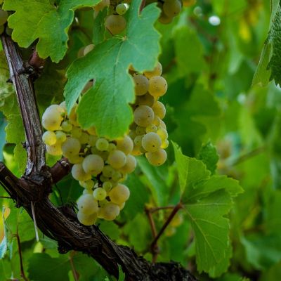 Il Moscato d’Asti: il dolce profumo del Piemonte