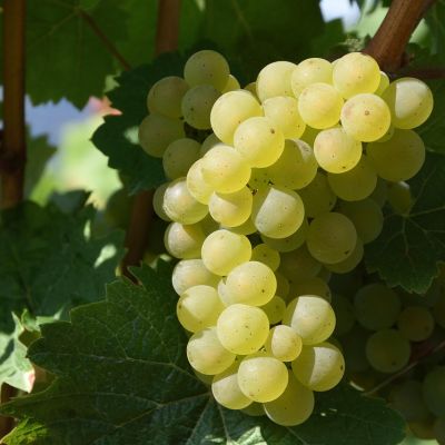 vernaccia di san gimignano