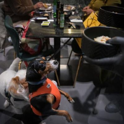 Fiuto, a Roma il primo ristorante dedicato anche ai cani