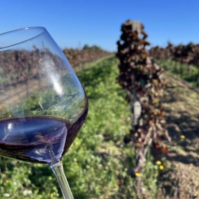 Tra tradizione e innovazione: il futuro del Nero d'Avola