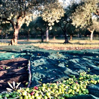 oliveto terre di zaccanello