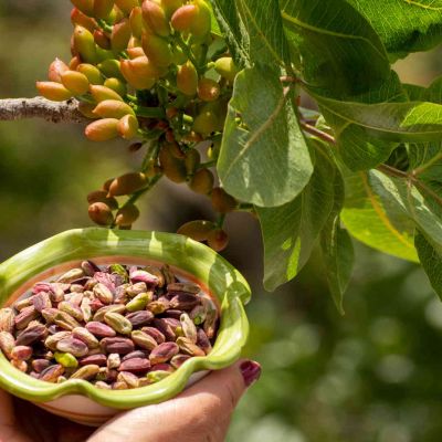 Etna e pistacchio di Bronte: un connubio vincente