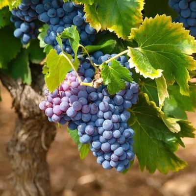 vino