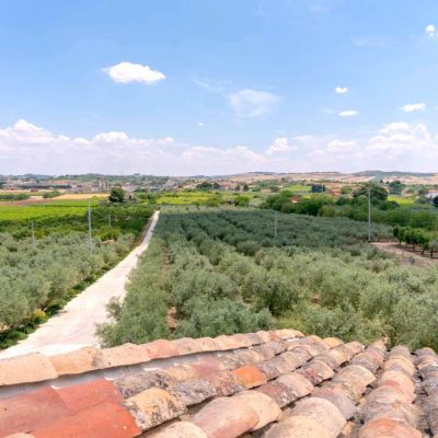 terre di zaccanello azienda agricola