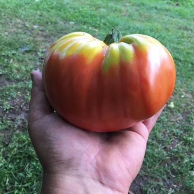 pomodoro da insalata