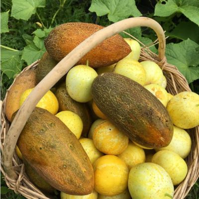 cetrioli kaiser e limone
