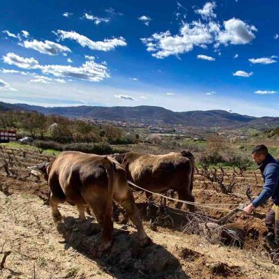 Cantina Canneddu, dove il vino nasce tra antico e moderno