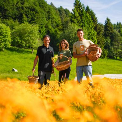 L'azienda che salva l'arnica montana dall'estinzione