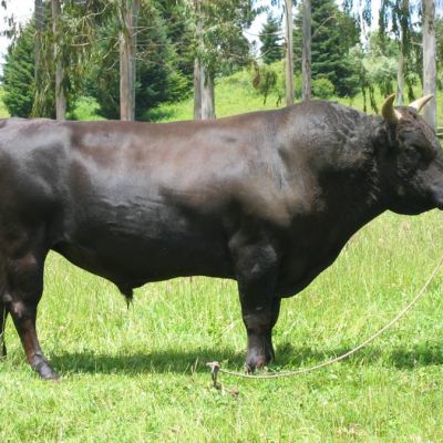 La carne di Wagyu e di Kobe: in Italia esiste?