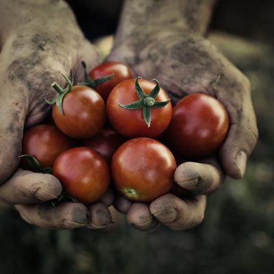 Dalle Ande alla pizza Margherita a Napoli: la storia del pomodoro