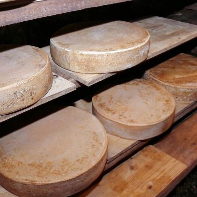 Formaggio Bitto: il tesoro stagionato delle Alpi valtellinesi