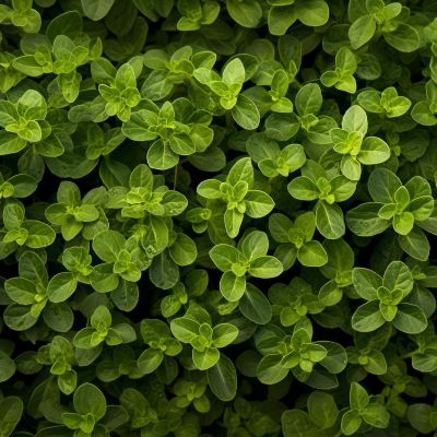 origano